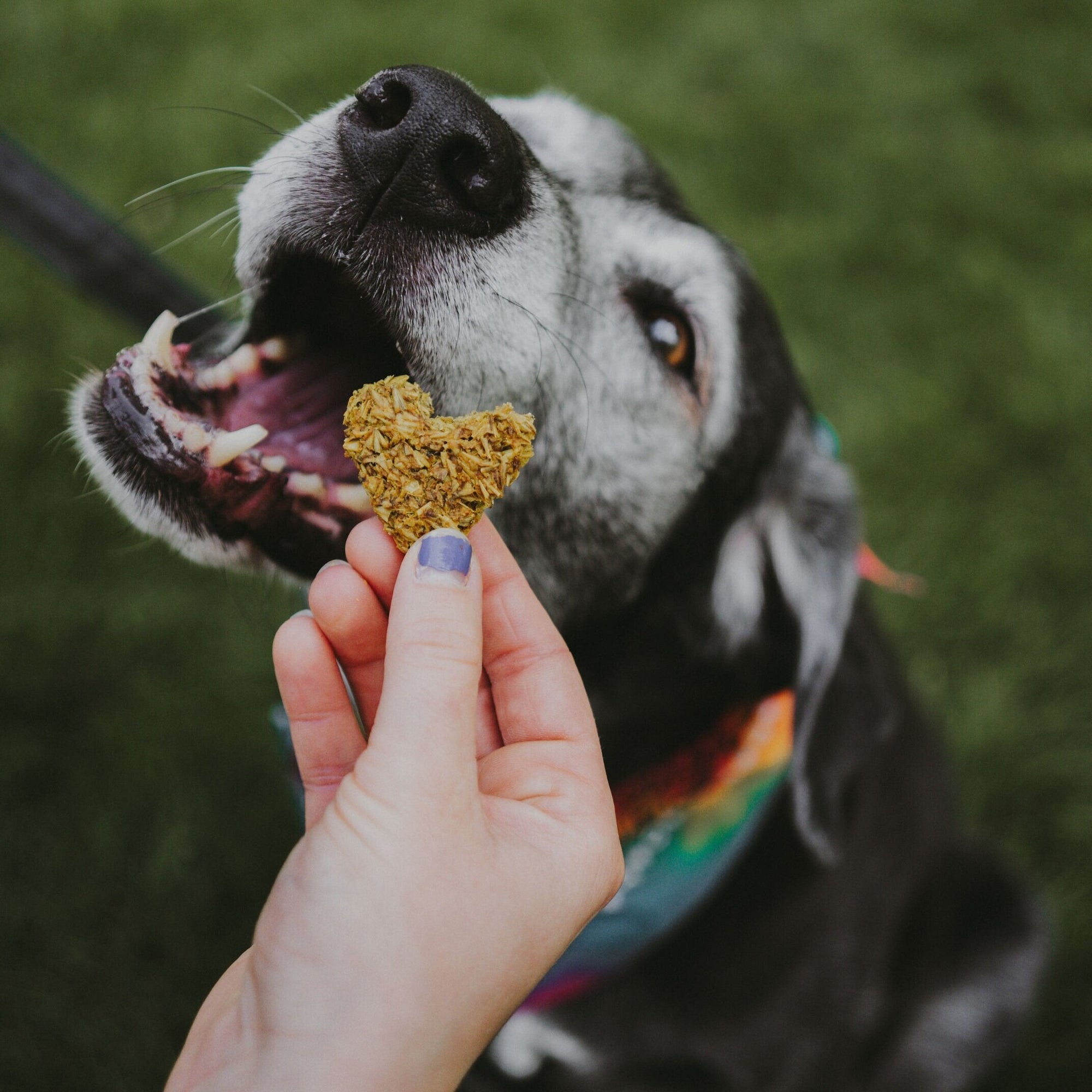 Why Spent Grain Dog Biscuits Are Your Pup’s New Best Friend