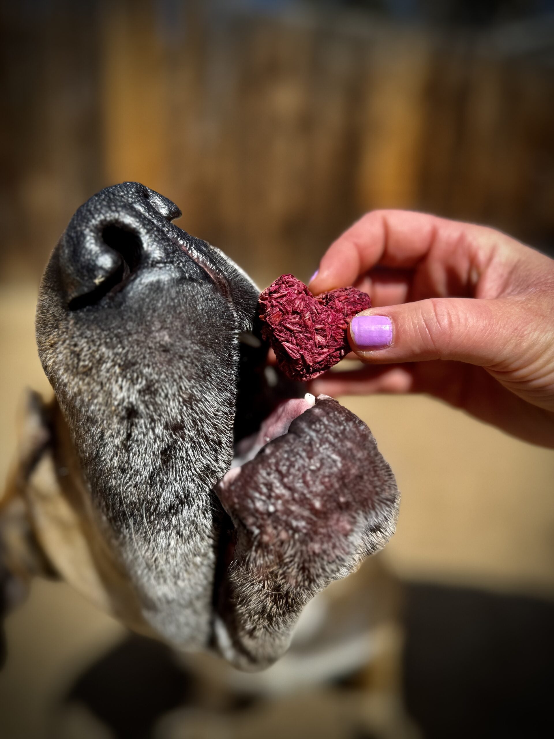 Must-Attend Dog-Friendly Events This Spring