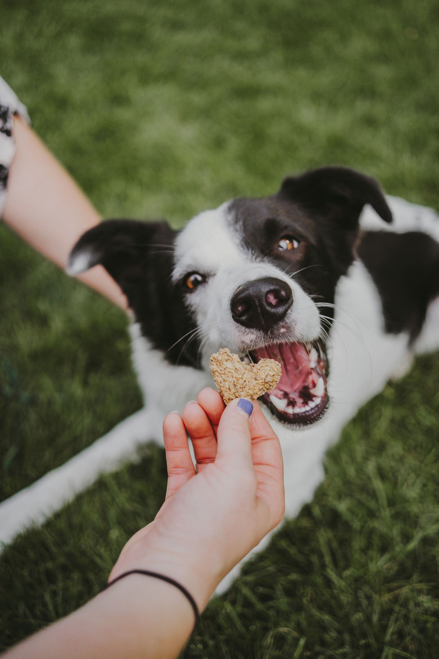 Celebrate National Pet Dental Health Month: Tips for Healthier Smiles in Your Furry Friends