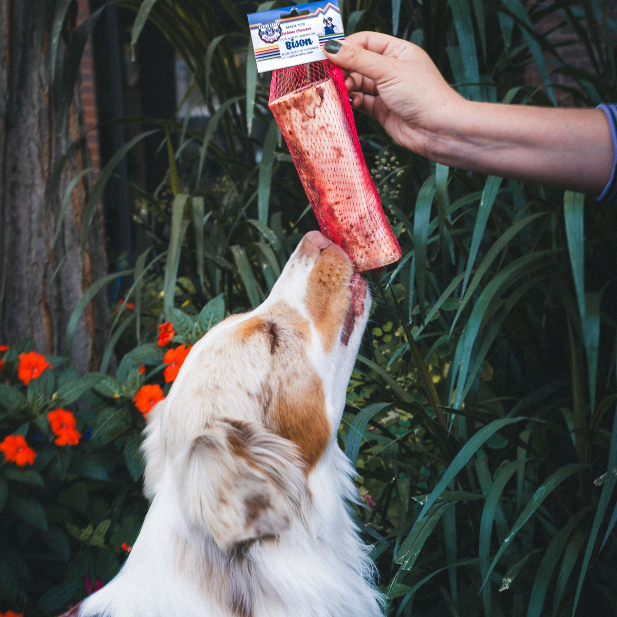 6" Bison Marrow Bone – Refillable Natural Chew