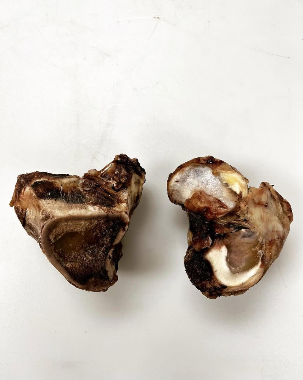 Natural bison bone with marrow and connective tissue.