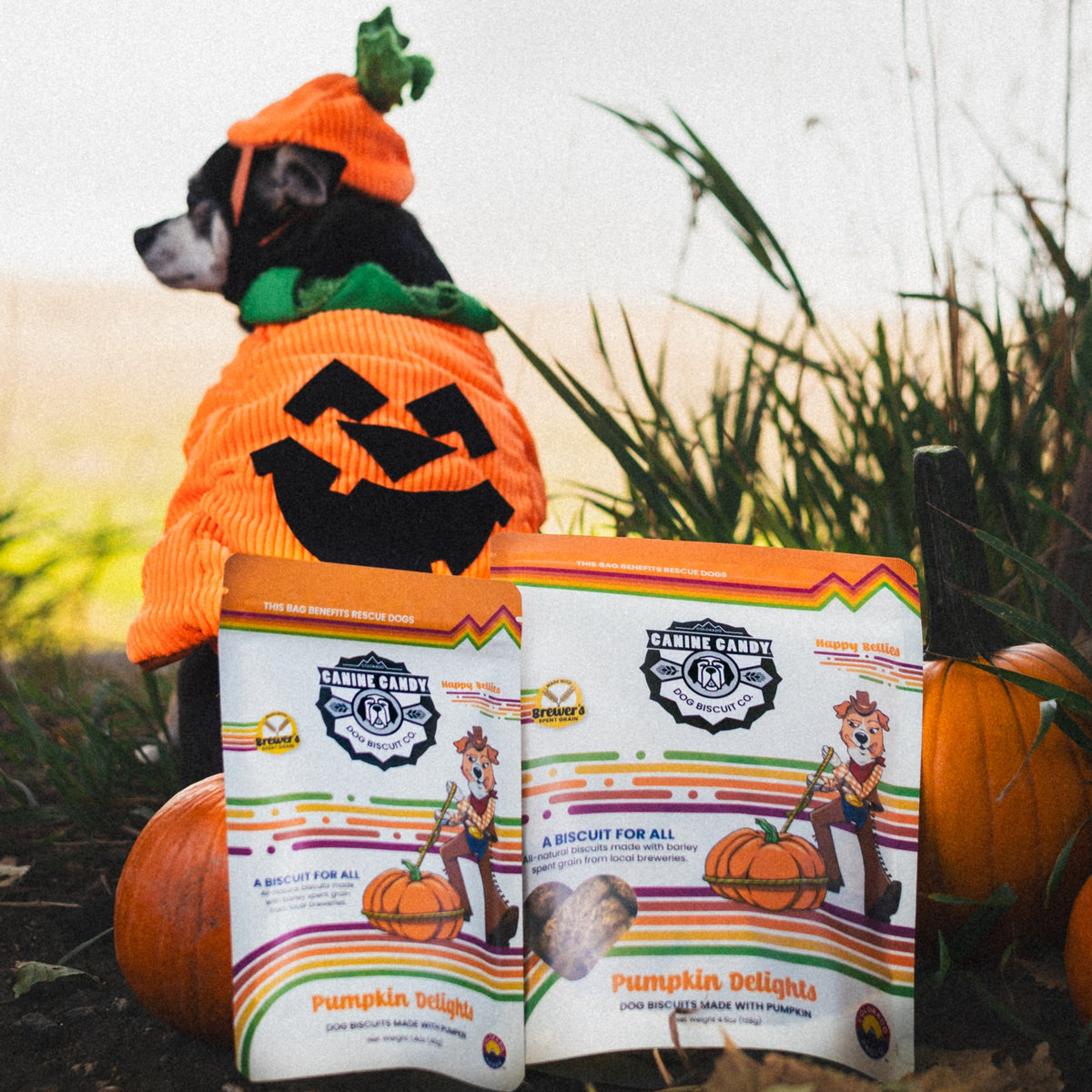 Pumpkin Delights: Fall Seasonal | Belly Care | Barley Spent Grain Biscuits